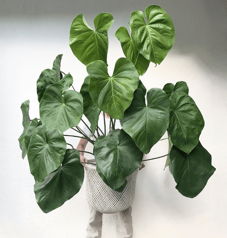 Anthurium Faustomirandae (Faustino’s Giant) - OnlyPlants VN