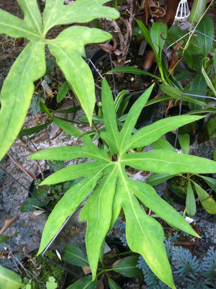 Anthurium Podophyllum - OnlyPlants VN