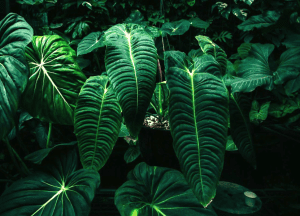 Cây Anthurium Veitchii - Anthurium King - OnlyPlants VN