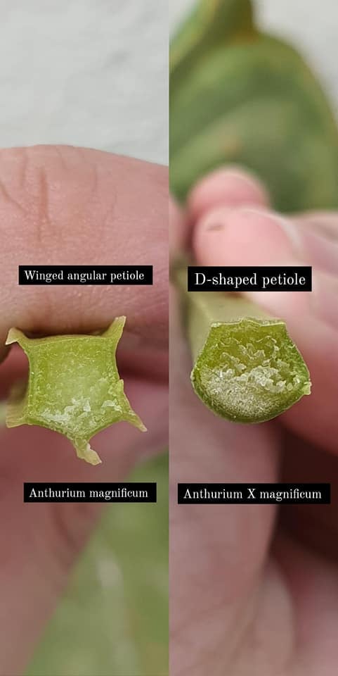 Cuống lá Anthurium Magnificum - OnlyPlants VN