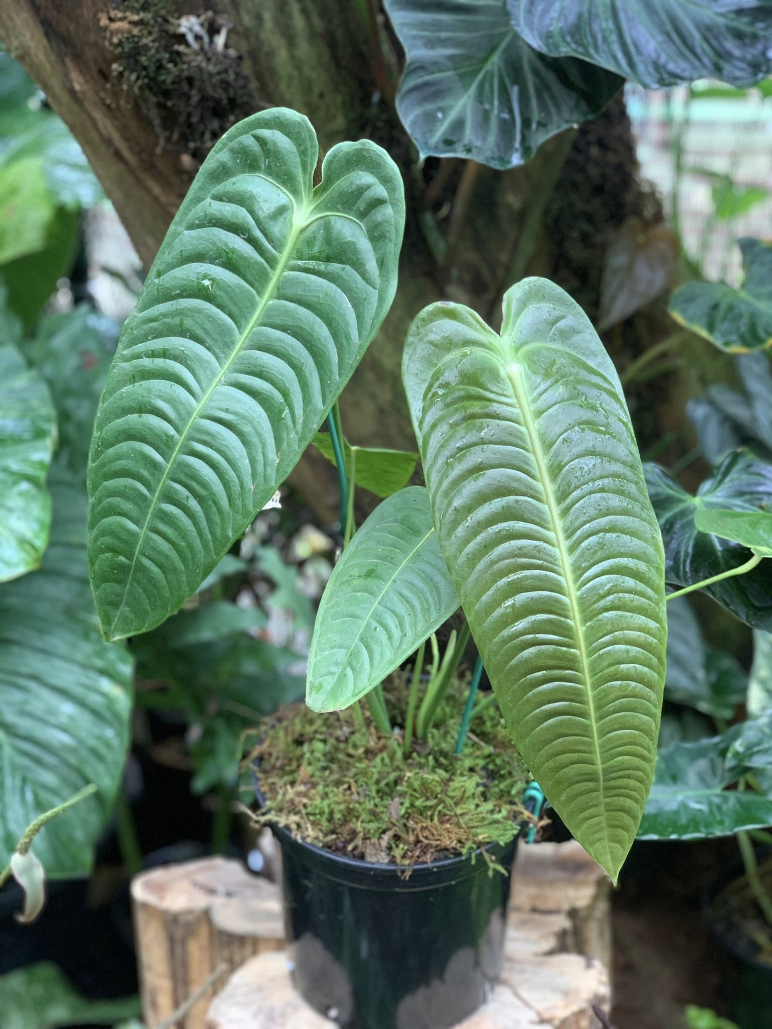 Anthurium Veitchii