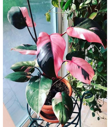 PHILODENDRON 'PINK PRINCESS' - OnlyPlants VN