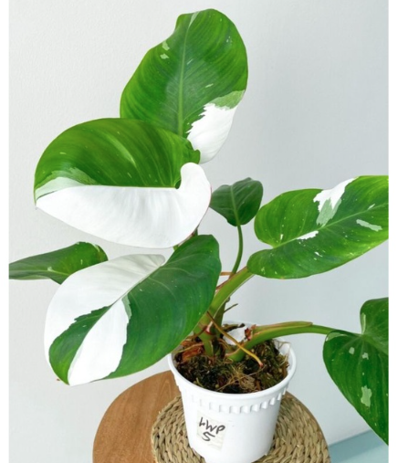 PHILODENDRON WHITE PRINCESS - OnlyPlants VN