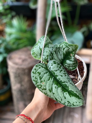 Cây Scindapsus Pictus Exotica (Trầu Bà Exotica) - OnlyPlants VN