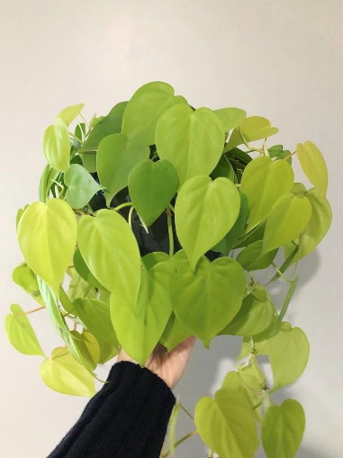 Cây Philodendron Neon (Trầu Bà Neon) - OnlyPlants VN