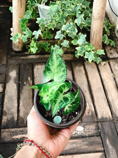 Cây Syngonium Podophyllum Pixie White (Trầu Bà Pixie White) - OnlyPlants VN