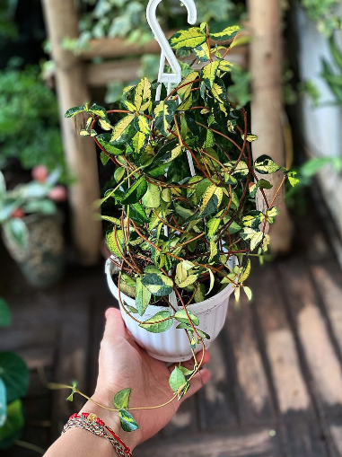 Cây Trachelospermum Asiaticum Ogon Nishiki - OnlyPlants VN