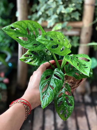 Cây Monstera Adansonii Five Holes - OnlyPlants VN