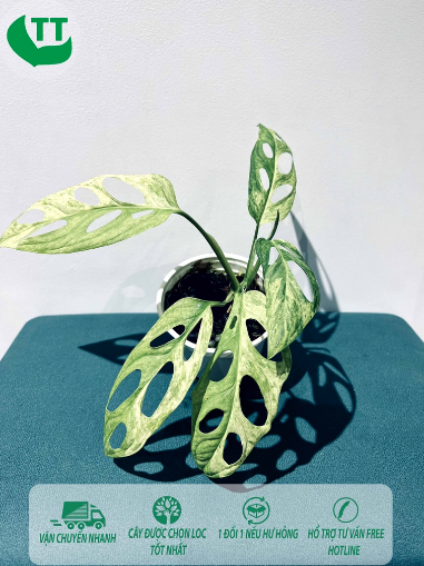 Cây Monstera Adansonii Mint var - OnlyPlants VN