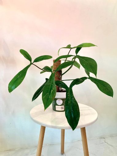 Cây Philodendron 69689 - OnlyPlants VN