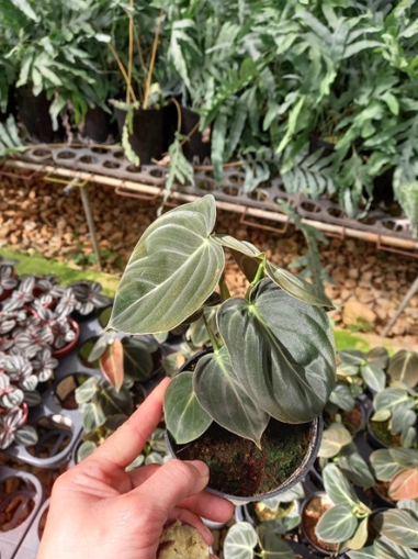 Cây Philodendron Melano - OnlyPlants VN