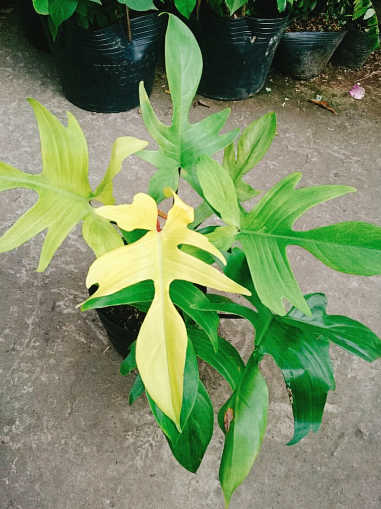 Cây Philodendron Florida Ghost - OnlyPlants VN