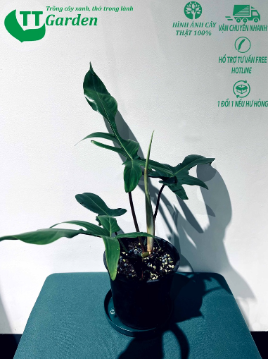 Cây Philodendron Florida Beauty - OnlyPlants VN