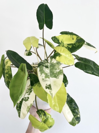 Cây Philodendron Burle Marx Var - OnlyPlants VN