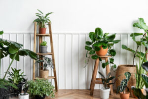 Kiểng lá bón phân gì để phát triển tốt nhất? - OnlyPlants VN