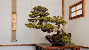 Sách cây cảnh bonsai - OnlyPlants VN