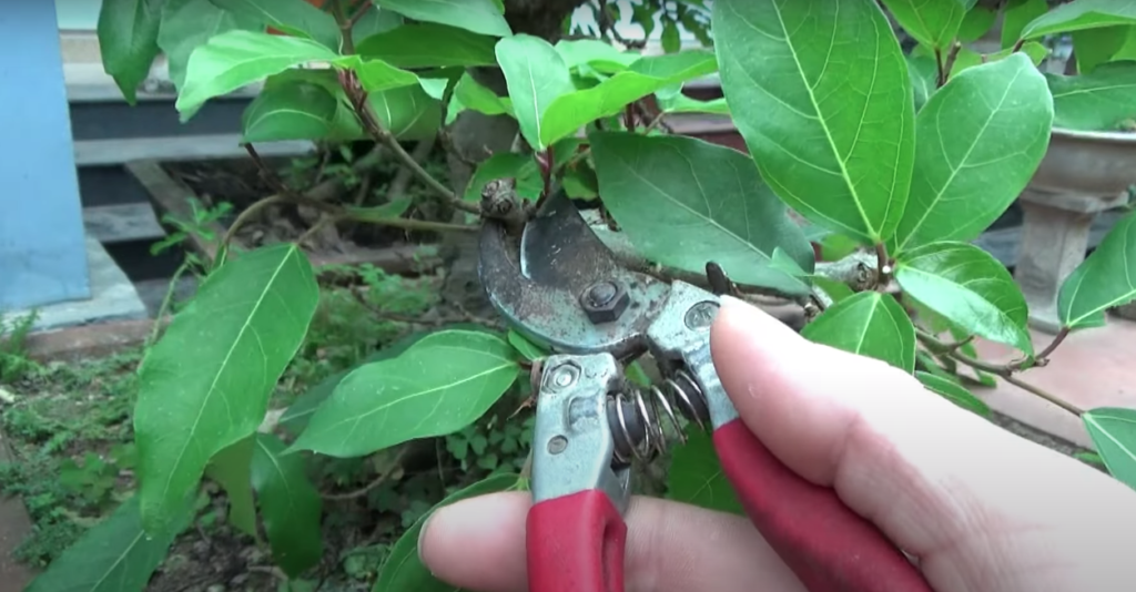 Hướng dẫn chi tiết cách cắt tỉa cây sung cảnh để điều chỉnh tán - OnlyPlants VN