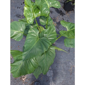 Cây Philodendron Giganteum - OnlyPlants VN