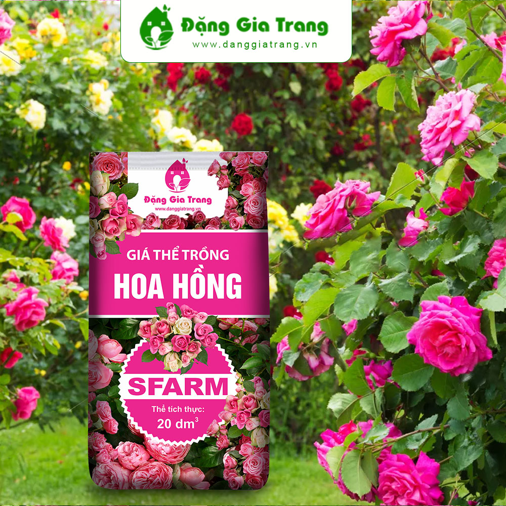 Giá thể trồng hoa hồng Sfarm - OnlyPlants VN