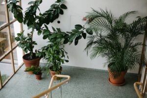 TRỒNG CÂY TRONG NHÀ CÓ TÁC DỤNG GÌ? - OnlyPlants VN