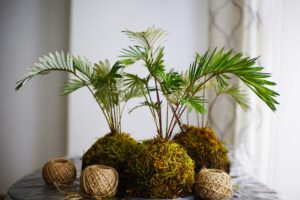 Quả cầu Kokedama là gì? - OnlyPlants VN