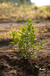 CÓ NÊN TƯỚI CÂY KHI TRỜI NẮNG? LỢI ÍCH VÀ NHỮNG NGUYÊN TẮC CẦN PHẢI BIẾT - OnlyPlants VN