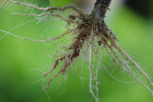 Cây bị úng rễ: Nguyên nhân, Dấu hiệu và Cách khắc phục - OnlyPlants VN