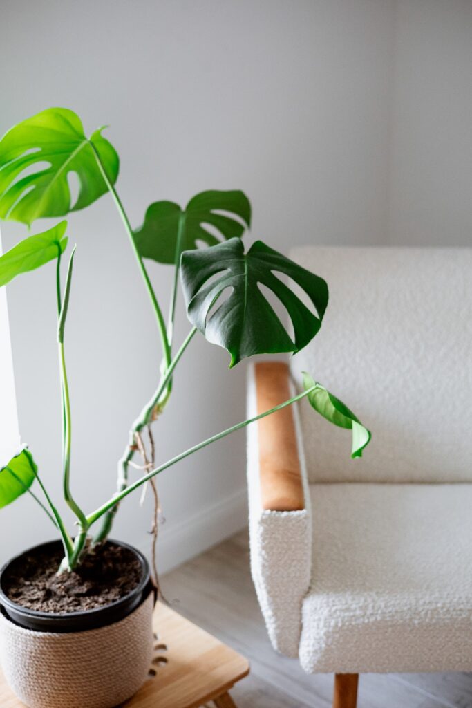 Decor cây xanh trong nhà bằng cách sử dụng các loại cây kiểng lá như Monstera - OnlyPlants VN