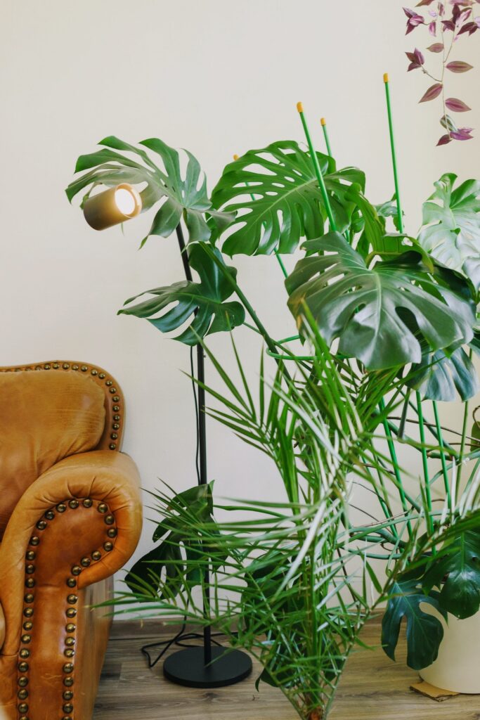Hãy cùng decor cây xanh trong nhà và tận hưởng những lợi ích mà nó mang lại - OnlyPlants VN