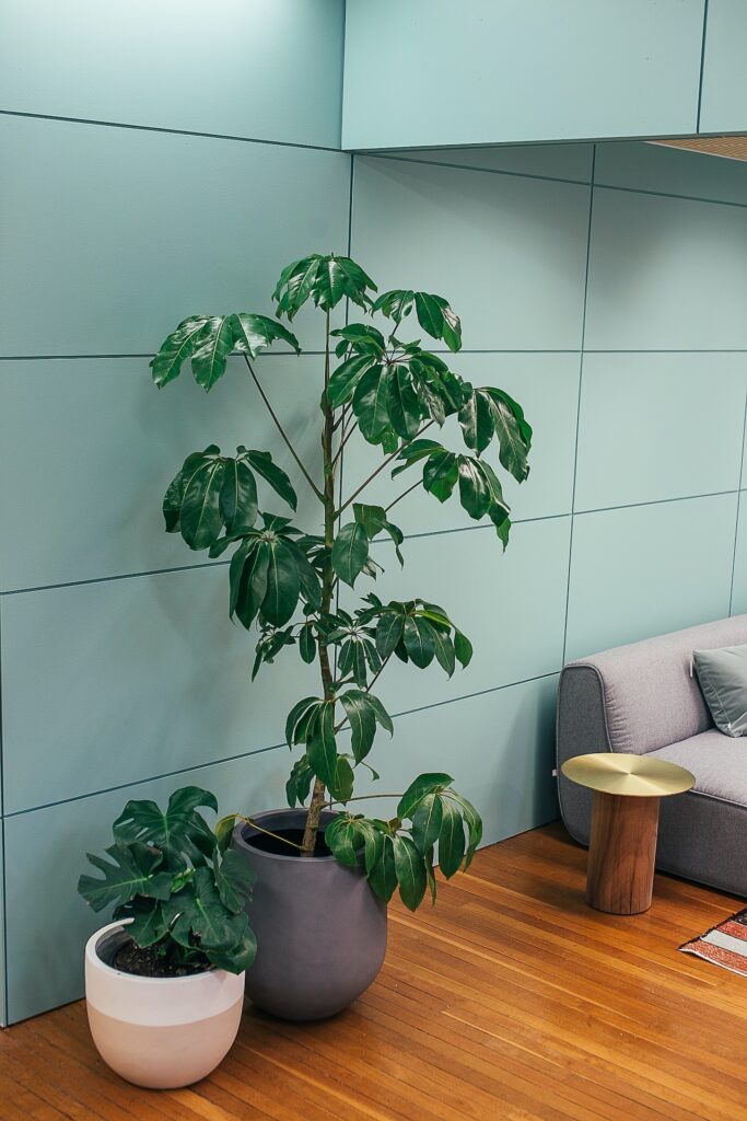 Decor cây xanh trong nhà không chỉ mang lại vẻ đẹp tự nhiên và tươi mát cho không gian sống, mà còn có nhiều lợi ích sức khỏe và tinh thần - OnlyPlants VN