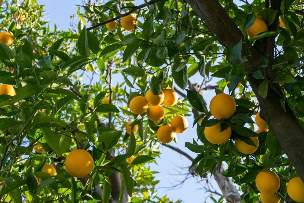Trồng cây ăn quả trên sân thượng không chỉ là một hoạt động thú vị mà còn mang lại nhiều lợi ích về sức khỏe, môi trường và tinh thần cho người chăm sóc - OnlyPlants VN