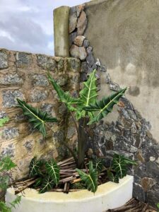 ALOCASIA SARIAN - LOÀI "TAI VOI" VỚI NHỮNG CHIẾC LÁ KHỔNG LỒ - OnlyPlants VN