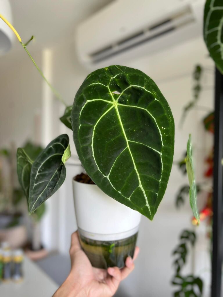 Cây Anthurium Forgetii thích sống trong môi trường giá thể thoáng, nhẹ và có khả năng giữ ẩm cao - OnlyPlants VN