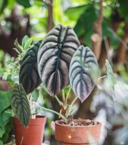 LÁ CÂY ALOCASIA CUPREA - VẺ ĐẸP MA MỊ KHÓ CƯỠNG - OnlyPlants VN