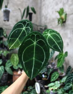 Cây Anthurium Forgetii - OnlyPlants VN