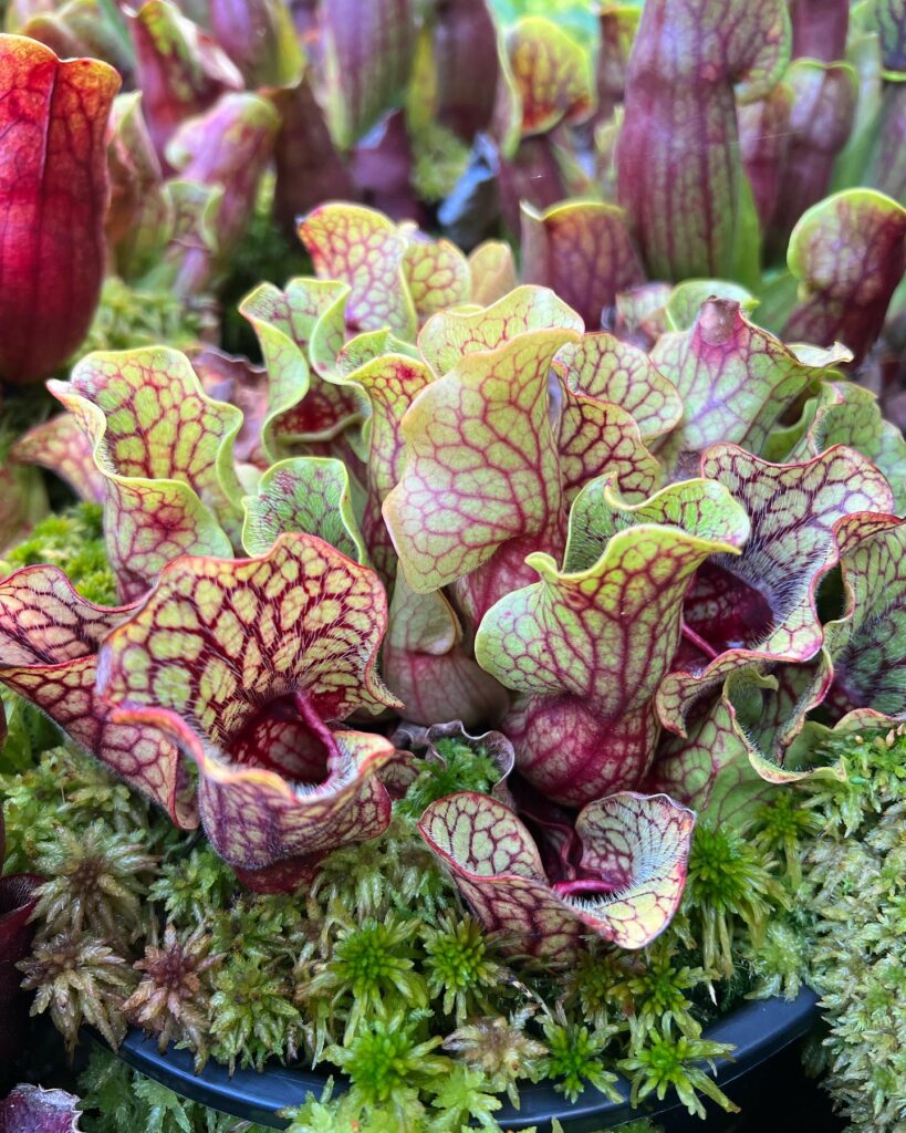 Cây ăn thịt Sarracenia - OnlyPlants VN