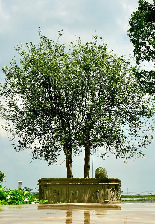 Cắt tỉa cây mộc hương thường xuyên không chỉ giúp cây giữ được hình dáng mà còn giúp thúc đẩy sự phát triển của cây - OnlyPlants VN