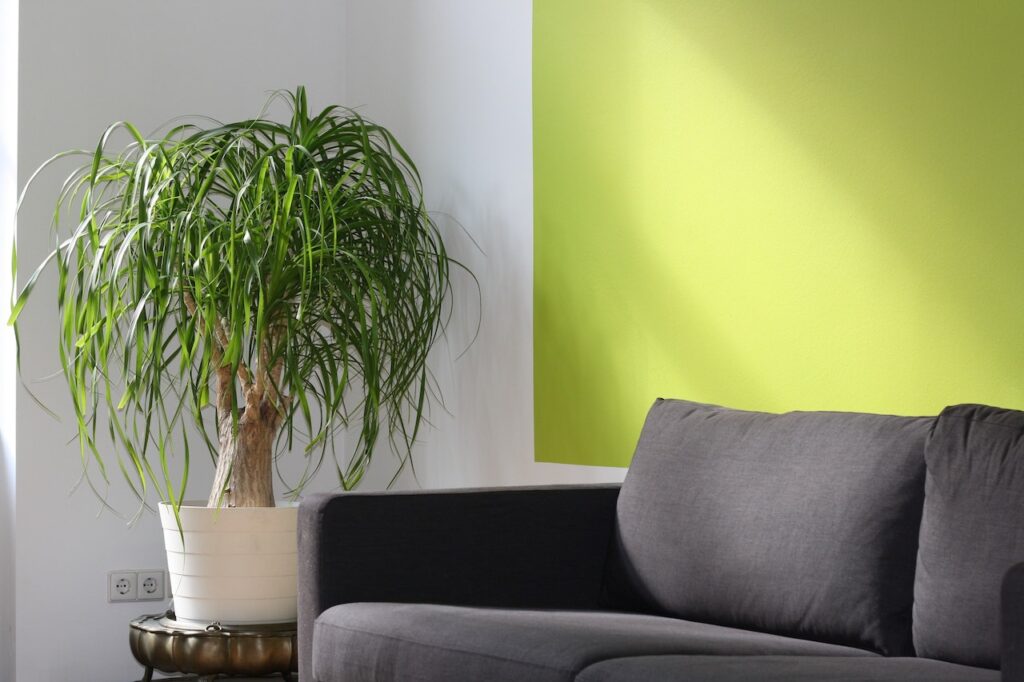 Trang trí phòng khách bằng cây xanh - OnlyPlants VN