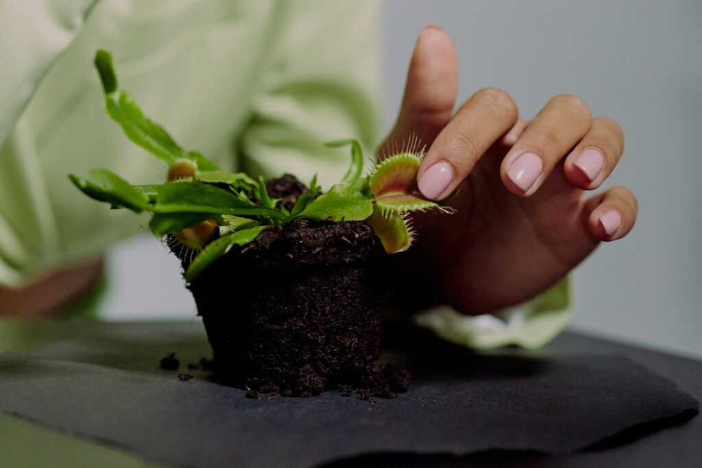 Dionaea muscipula, mặc dù có cách săn mồi đầy đáng sợ, nhưng thực tế, chúng thường rất nhỏ, với cây non có chiều cao chỉ khoảng 3 - 4 cm - OnlyPlants VN