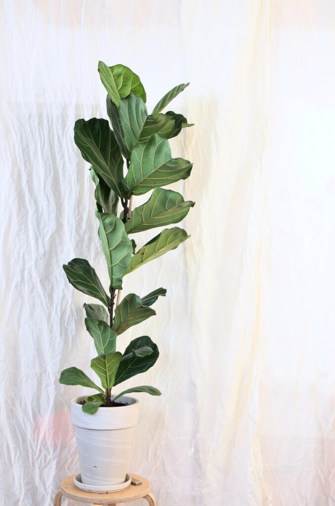 Thân cây thường mọc thẳng đứng, có thể đạt chiều cao từ 2 - 3m và thậm chí cao hơn nếu được trồng lâu năm - OnlyPlants VN