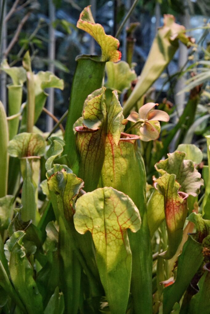 Cây ăn thịt Sarracenia có cơ chế săn mồi dựa trên tính chất kết dính - OnlyPlants VN