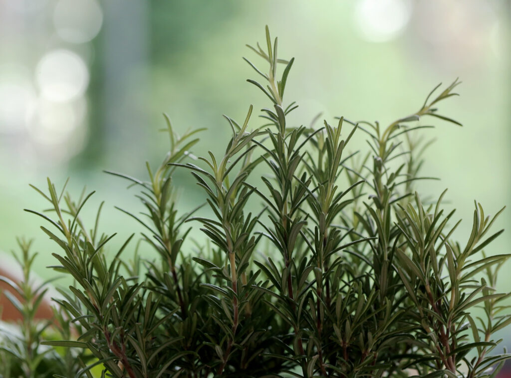 Trồng cây Hương Thảo trong nhà có thể giúp đuổi muỗi một cách tự nhiên bằng cách cây tiết ra tinh dầu mà không cần sử dụng các chất hóa học - OnlyPlants VN