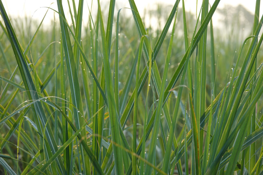 Cỏ Vetiver là gì? - Cỏ Vetiver với tên khoa học là Vetiveria Zizanioides L. (hay còn gọi là Chrysopogon zizanioides theo tên mới) - OnlyPlants VN