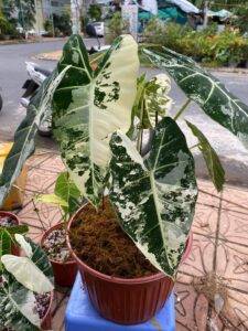 Nhờ sự đa dạng về màu sắc và hình dáng của lá, Alocasia Frydek Variegated có thể tạo điểm nhấn riêng biệt cho không gian của bạn - OnlyPlants VN