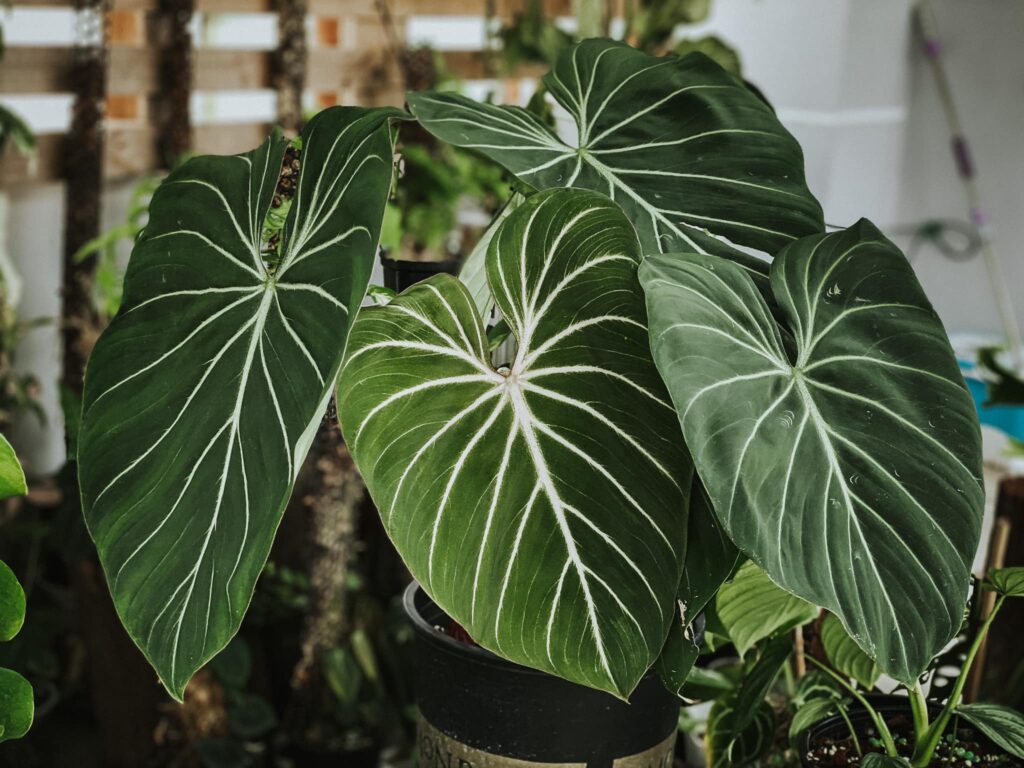 Philodendron Gloriosum - OnlyPlants VN