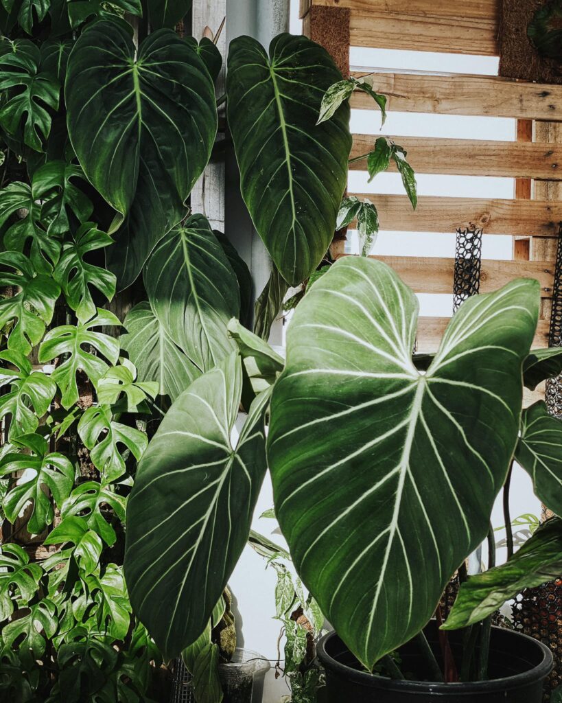 Philodendron Gloriosum - OnlyPlants VN