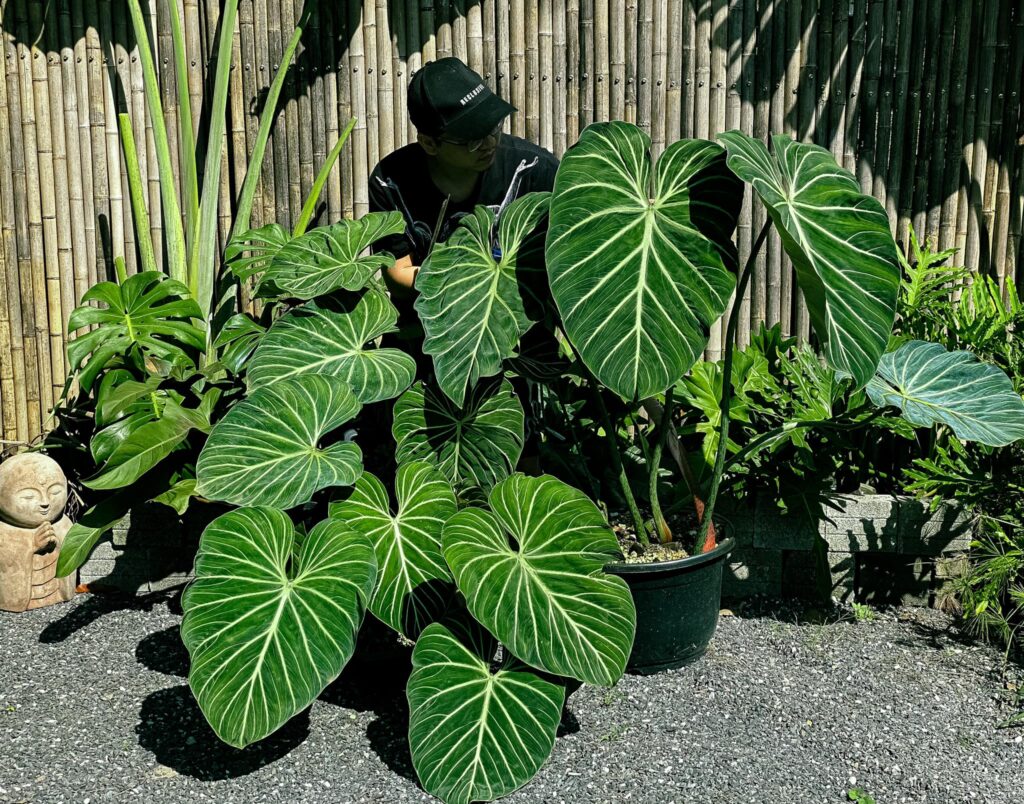 Philodendron Gloriosum - OnlyPlants VN