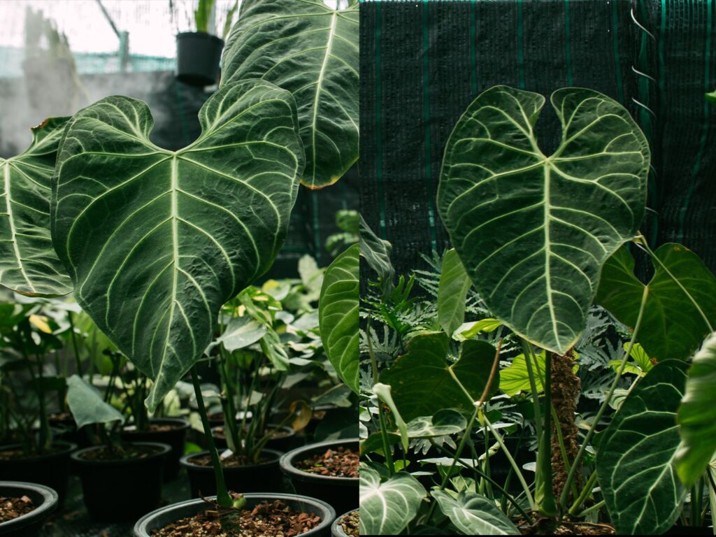 Anthurium Regale - OnlyPlants VN