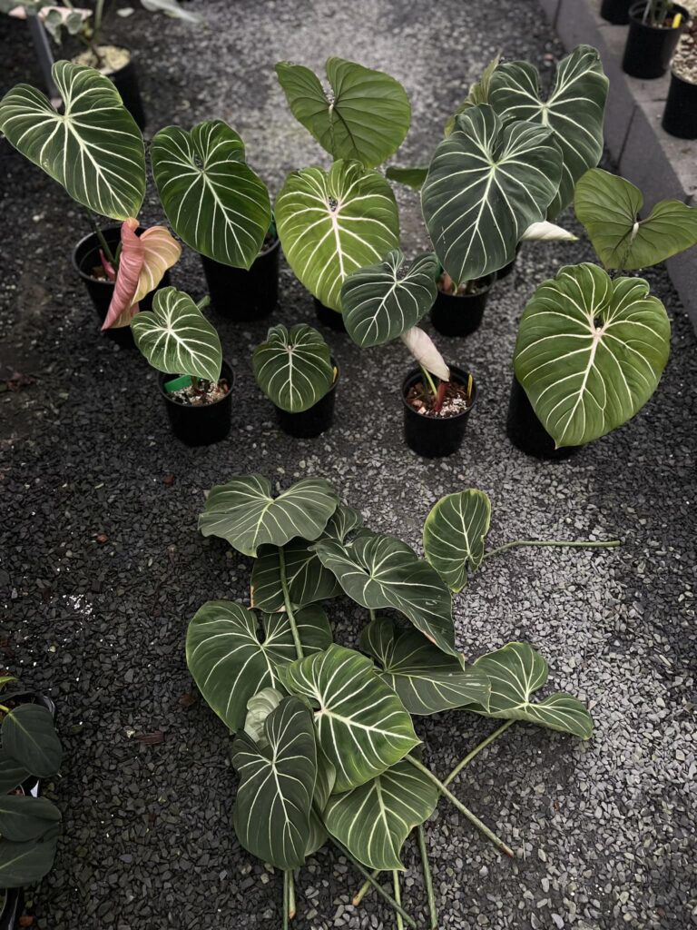 Philodendron Gloriosum - OnlyPlants VN