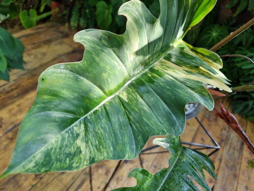 Philodendron Caramel Marble - OnlyPlants VN